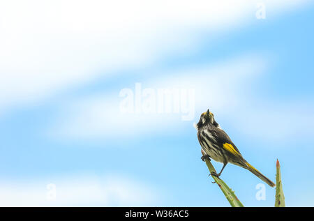 Australian Bird White-eyed Honeyeater Stock Photo