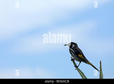 Australian Bird White-eyed Honeyeater Stock Photo