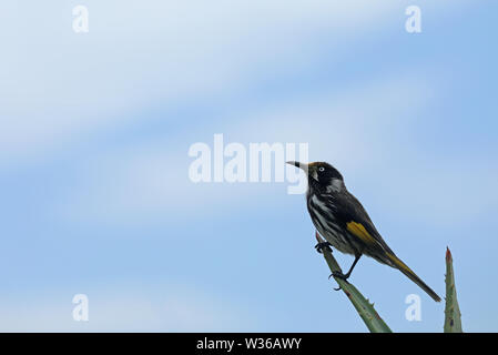 Australian Bird White-eyed Honeyeater Stock Photo