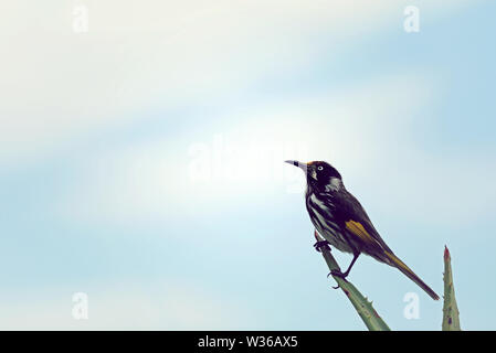 Australian Bird White-eyed Honeyeater Stock Photo