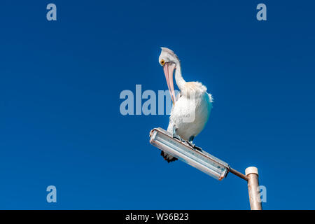 Pelican sitting on light pole at Semaphore Jetty, South Australia Stock Photo