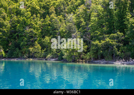 Forest growing to shoreline of Lake Wakatipu near Queenstown, South Island, New Zealand