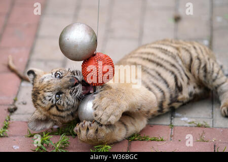 Hailin, China's Heilongjiang Province. 12th July, 2019. A Siberian tiger cub plays balls at the Siberian tiger park of the China Hengdaohezi Feline Breeding Center in Hailin, northeast China's Heilongjiang Province, July 12, 2019. Over 30 Siberian tiger cubs were born in the park from the end of February this year. Credit: Wang Jianwei/Xinhua/Alamy Live News Stock Photo