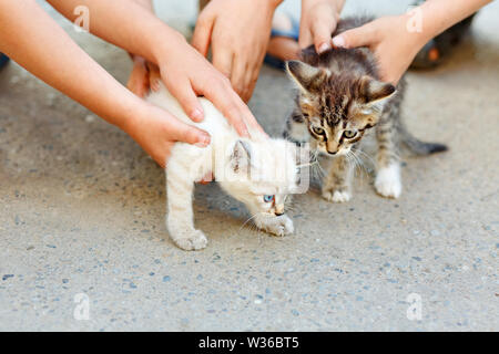 Children's hands petting two little wild kittens. The concept of respect for human animals Stock Photo