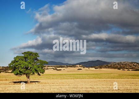 Landscape with a lonely tree in a mowed field, North Cyprus Stock Photo