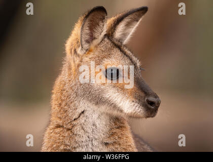 Red-necked Wallaby, Macropus rufogriseus, alert to danger in bushland near Dubbo in Central West of New South Wales, Australia Stock Photo