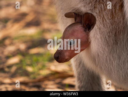 Baby joey Red-necked Wallaby, Macropus rufogriseus, poking its head out of its mother's pouch in near Dubbo Central West of New South Wales Australia. Stock Photo