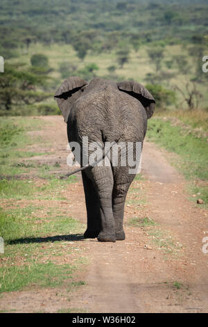 African bush elephant on track from behind Stock Photo - Alamy