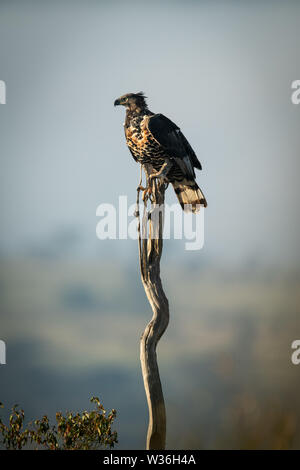African crowned eagle perches on long stump Stock Photo