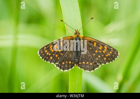 Top view of brown and orange spotted butterfly, false heath fritillary, an endangered species, sitting on green grass. Blurry background. Stock Photo