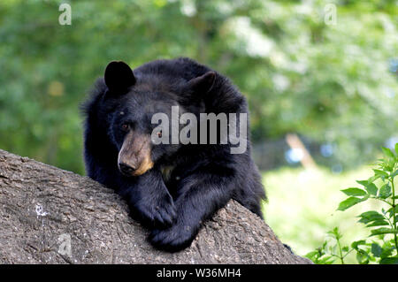 Black bear sleeping in the sun perched in a tree Stock Photo