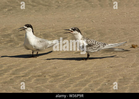 White-fronted Tern, Sterna striata Stock Photo