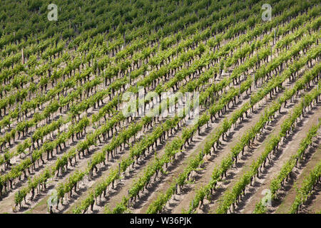Chinon, France. Picturesque aerial view of a Chinon vineyard, in the vicininty of Rue des Quinquenays. Stock Photo