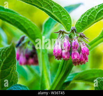 purple bell shaped flowers in bloom on a common comfrey plant, wild flowering plant from Europe, Nature background Stock Photo