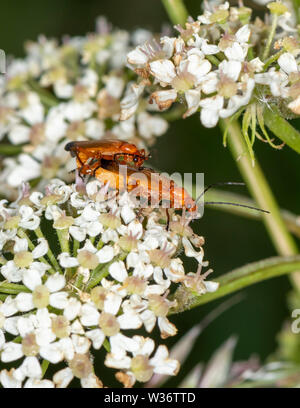 Pair of Common Red Soldier Beetles (Rhagonycha fulva) mating on a flowerhead of Queen Anne's Lace Stock Photo