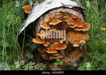 Pycnoporellus fulgens, an orange bracket fungus growing on birch in Finland Stock Photo