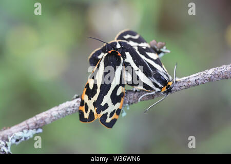 Parasemia plantaginis, known as the wood tiger, a moth of the family Erebidae Stock Photo