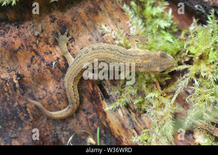 Lissotriton vulgaris, known as the smooth newt or the common newt Stock Photo