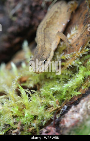 Lissotriton vulgaris, known as the smooth newt or the common newt Stock Photo