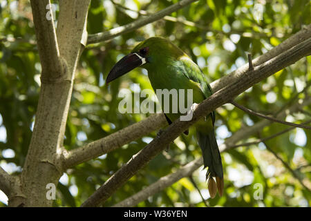crimson-rumped toucanet feeding in subtropical rain forest that covers the western slopes of the Andes in Ecuador. Stock Photo