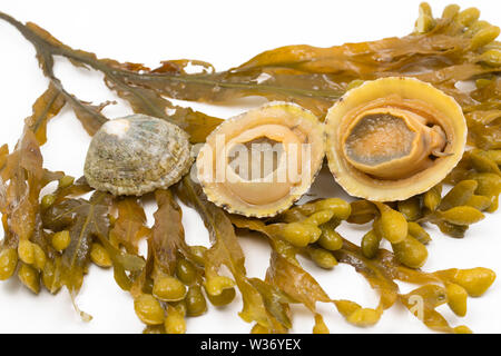 Commom limpets, Patella vulgata, that have been gathered while seashore foraging in Dorset. They will be used to make a dish popular in the Azores cal Stock Photo