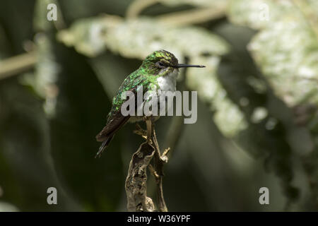 crowned woodnymph  in subtropical rain forest that covers the western slopes of the Andes in Ecuador. Stock Photo
