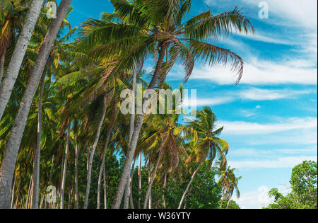 Bottom view of palm trees against a beautiful blue sky. Green palm tree on blue sky background. View of palm trees against sky. Palm tree in gentle tr Stock Photo