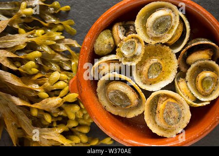 Commom limpets, Patella vulgata, that have been gathered while seashore foraging in Dorset. That have been used to make a dish popular in the Azores c Stock Photo