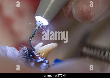 Dentist cleans the teeth of a dog with ultrasound device. Clean white teeth in the animal Stock Photo