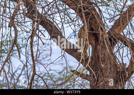 Leopard, Panthera pardus, climb climbing in tree. Samburu National Reserve, Kenya, Africa. Hidden by tree branches, spotted big cat climbing down Stock Photo