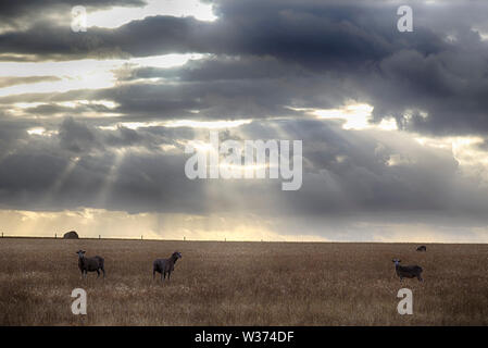 Sheep grazing in dryland farming paddock near Wanilla Eyre Peninsula South Australia Stock Photo