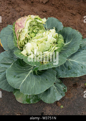 Headed cabbage with a split head caused by abundance of rain after a dry period. Stock Photo