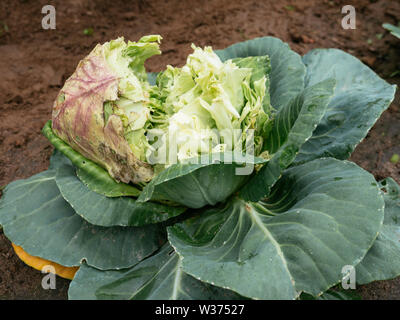 Headed cabbage with a split head caused by abundance of rain after a dry period. Stock Photo