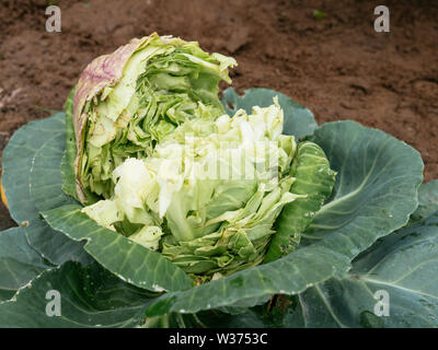 Headed cabbage with a split head caused by abundance of rain after a dry period. Stock Photo