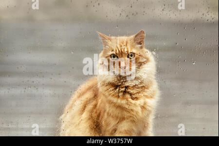 Close up of a ginger cat looking through the window during the rain. Stock Photo