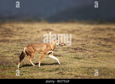 Close up of a rare and endangered Ethiopian wolf (Canis simensis) crossing  Bale mountains, Ethiopia. Stock Photo