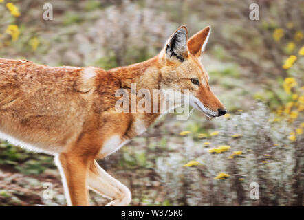 Portrait of a rare and endangered Ethiopian wolf (Canis simensis) in the highlands of Bale mountains, Ethiopia. Stock Photo