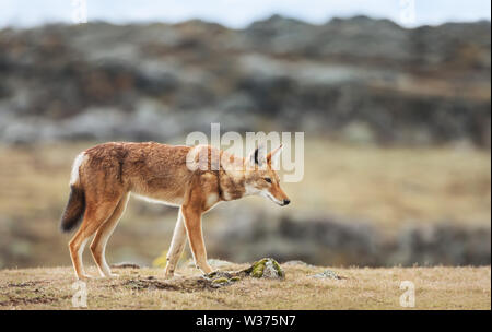 Close up of a rare and endangered Ethiopian wolf (Canis simensis) crossing Bale mountains, Ethiopia. Stock Photo