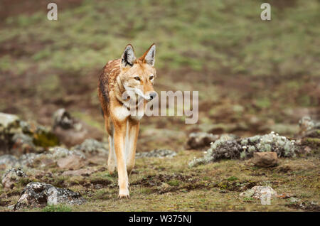 Close up of a rare and endangered Ethiopian wolf (Canis simensis) crossing Bale mountains, Ethiopia. Stock Photo