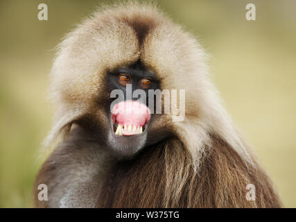 Close up of a smiling Gelada monkey (Theropithecus gelada) showing off his gums, Simien mountains, Ethiopia. Stock Photo