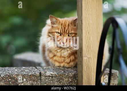 Close up of a ginger cat lying on a concrete fence. Stock Photo