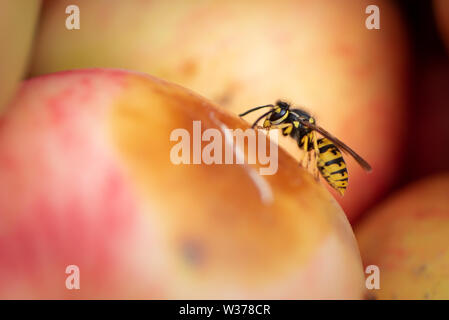 Wasp is sitting on ripe red apple in autumn. Insect sucks on fruit Stock Photo