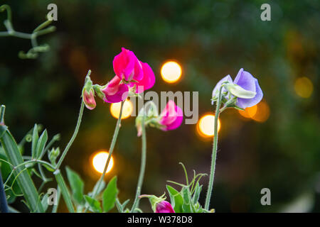 Sweet peas growing in an urban garden at night with lights on in the background Stock Photo