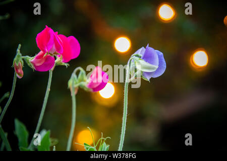 Sweet peas growing in an urban garden at night with lights on in the background Stock Photo