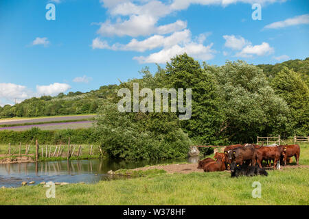 Cattle lie next to the River Darent in Kent with lavender fields in the distance