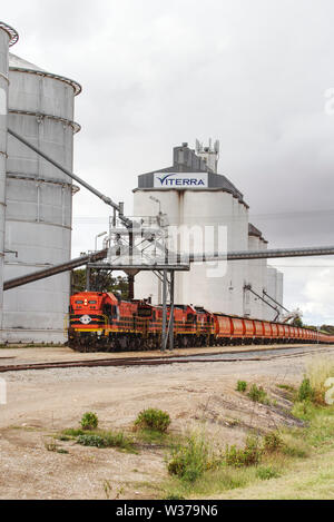 Diesel electric locomotives grain train collecting wheat barley or transportation to Port Lincoln from Lock Eyre Peninsula South Australia Stock Photo