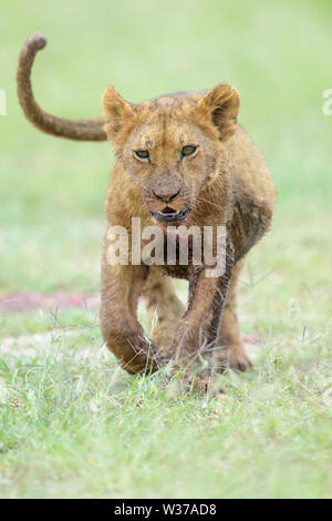 Young lion cub (Panthera leo) playing  in the grass, looking at camera, Maasai Mara National Reserve, Kenya