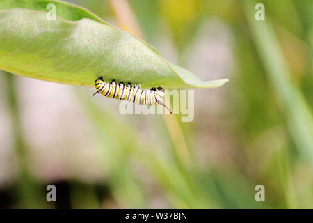 Monarch caterpillar on the underside of a milkweed leaf on a bright, sunny day with space for text Stock Photo