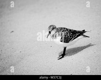 Gulf Shores, AL USA - 05/11/2019  -  Shorebirds in Gulf Shores AL in B&W Stock Photo