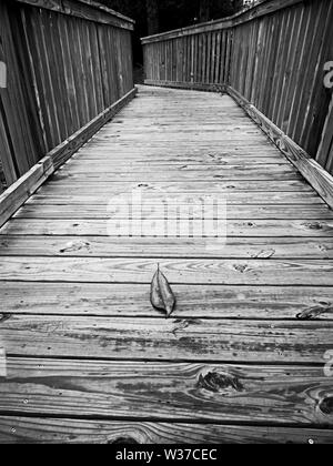Gulf Shores, AL USA - 05/11/2019  -  Wooden Bridge Path with Dried Leaf in B&W Stock Photo